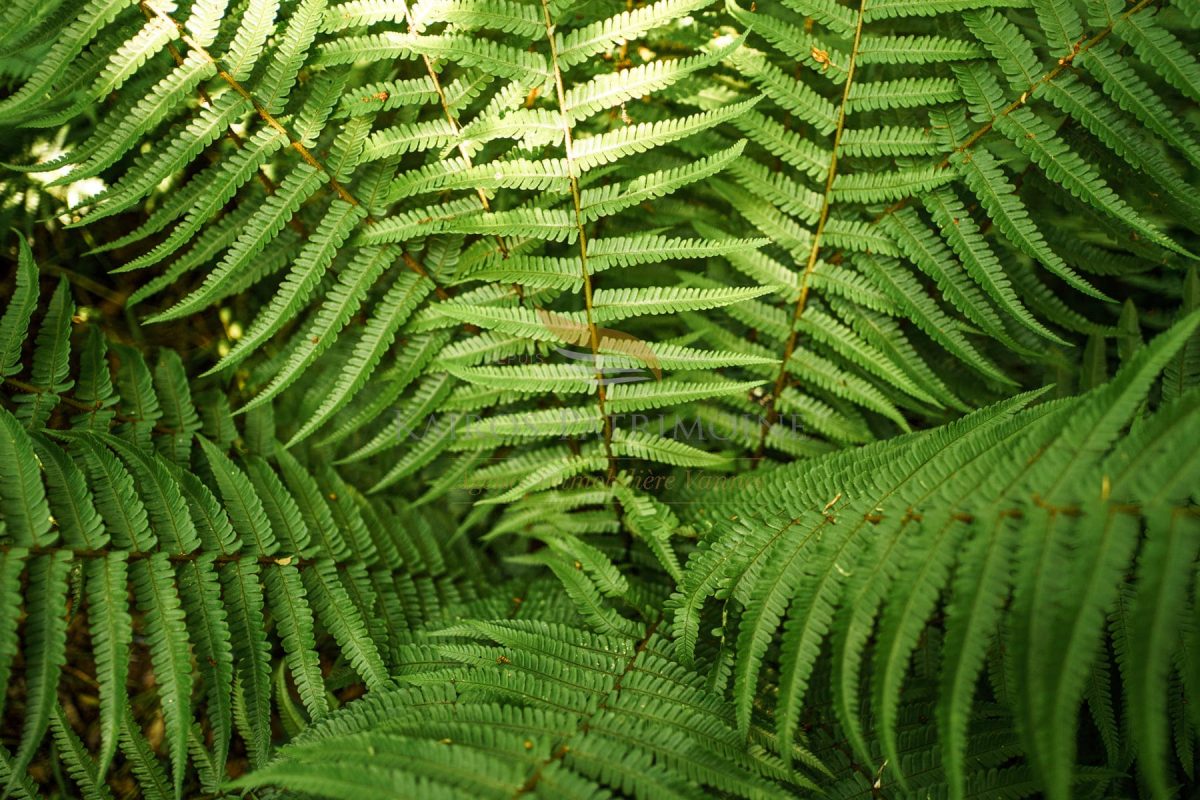 DSC00906